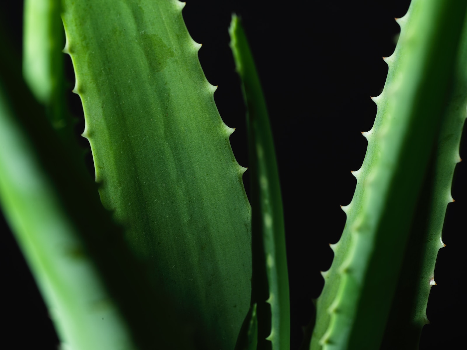 Comment entretenir un Aloe Vera en intérieur ?