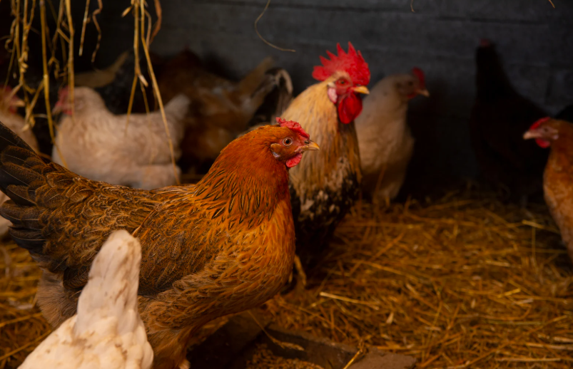 se débarrasser des rats dans un poulailler