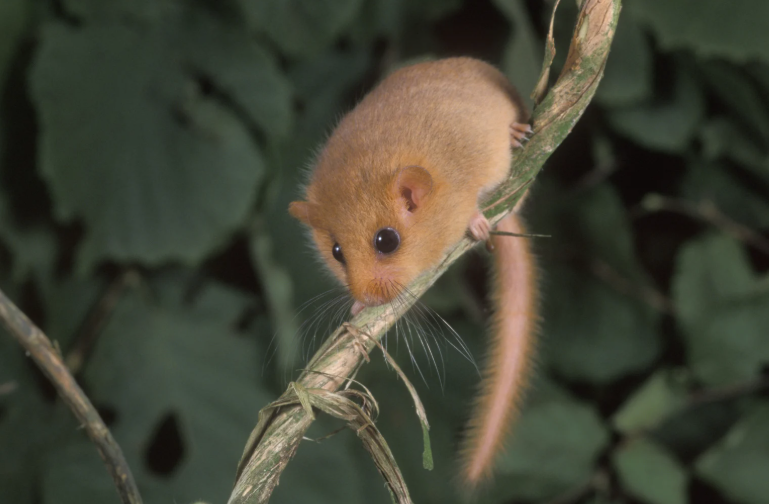 se débarrasser des crottes de loir