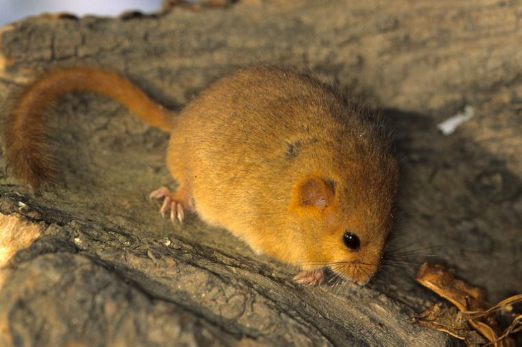 se débarrasser des crottes de loir