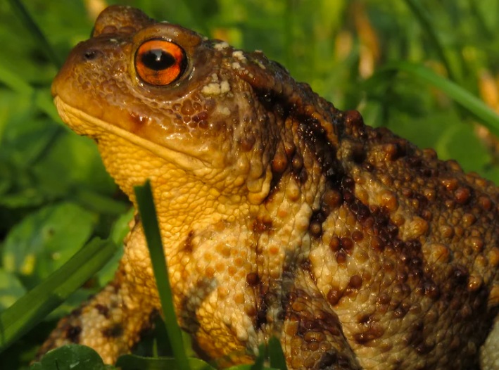 Comment identifier les crottes de crapaud